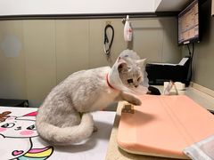 -伟伟宠物医院·瑞派猫友好医院·猫科(光谷店)