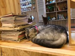 -猫色咖啡·猫咖