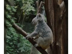 -广州长隆野生动物世界