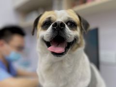 -博特宠物医院24h犬猫全科.骨科·异宠