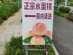-南汇新场正宗水蜜桃采摘