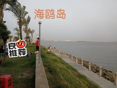 -海鸥岛