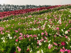 -迪茵湖田家舍生态农场