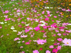 -长白山万达喜来登度假酒店