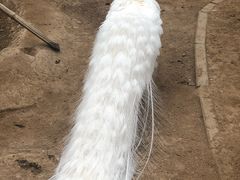 -呀路古热带植物园