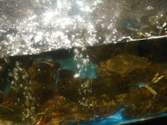 龙虾刺身-蟹之国·精品蟹料理(极地店)