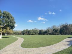 -合肥滨湖国家森林公园