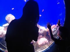 -江和美海洋公园