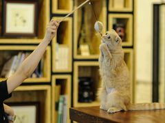猫猫-咖法森林·咖啡  酒吧(天河店)