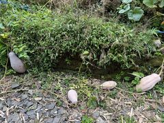 -峨眉山报国寺