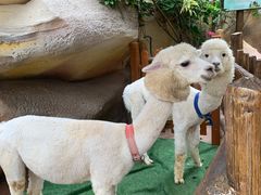 -杭州开元森泊度假乐园