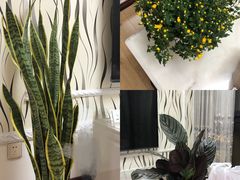 -金科花卉市场