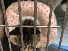 -关爱动物医院·心脏·中兽医·异宠(金牛路分院)