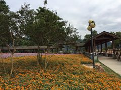 -广州市流溪河国家森林公园