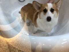 -momokira米努特·德文卷毛猫·棉花面纱犬