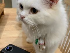 -楼上猫咖(罗湖店)