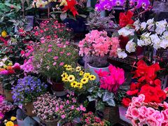 -花鸟鱼虫鲜花绿植市场(玉泉路店)