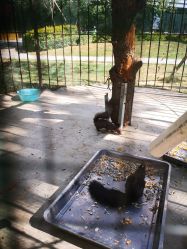 -萌宠亲子动物乐园(槐房万达店)