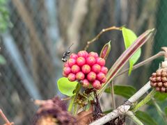 -华侨城湿地公园