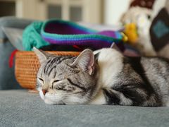 -猫大福·Fortune Cat猫舍(百子湾店)