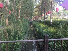 -合肥滨湖国家森林公园