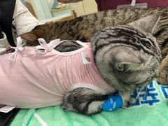 -纳吉亚猫专科动物医院·北北分院