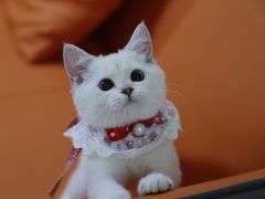 -lincat·猫舍(广州店)