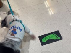 -帕帕拉兹宠物(亚洲旗舰店)