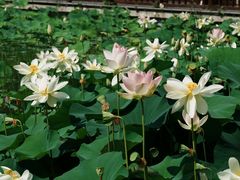 -莲花池公园