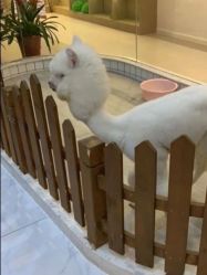-Moni星球萌宠·小马宝莉·灵蛇·高端高阶全萌宠互动体验俱乐部(红豆国际广场店)