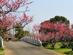 -上海海湾国家森林公园