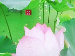 -红山村