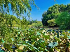 -同里国家湿地公园