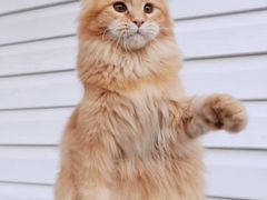 -十年猫舍·猫咪专门店(普陀店)