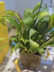 -吉艺心专业美发造型