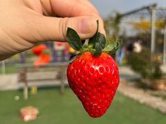 -小鱼草莓采摘园农家乐·小鱼餐厅