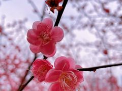 -重庆彩云湖湿地公园