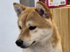 -南京Hallo宠物乐园·哈罗犬舍·柴犬繁育基地