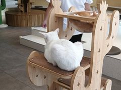 -飞行喵MR PILOT|猫舍·猫咖(静安大融城店)