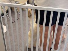 -有喵·猫咖·狗咖·30几只猫10只小狗(岗厦店)