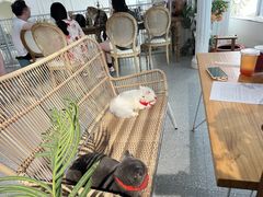 -共舞时光猫咖·狗咖(新街口店)