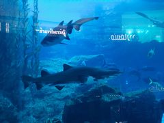 -迪拜水族馆及水下动物园