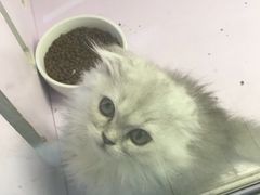 -喵的天空名猫咖啡馆·撸猫·猫舍·用品