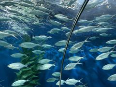 -上海海洋水族馆