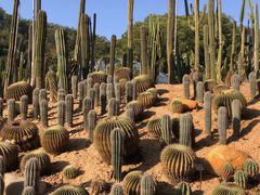-深圳仙湖植物园