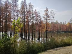 -白鹭湾湿地公园