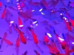 -花鸟鱼虫鲜花绿植市场(玉泉路店)