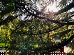 -莲花池公园
