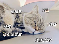 -喵园·猫主题咖啡厅·撸猫·猫咖(国贸店)