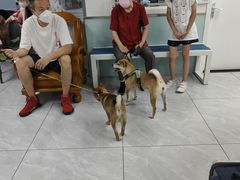 -达爱动物医院·犬猫分区·CT·复杂眼科(远洋山水分院)